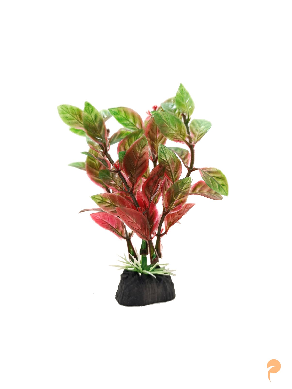 Фото3.Рослина акваріумна, 3х10 см